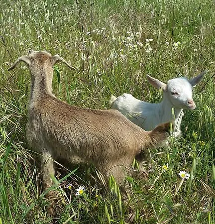 Szálloda Idavilla & Bahce Akçay